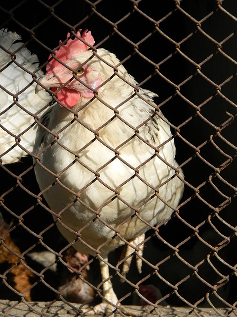 战术以及丰 战术以及丰