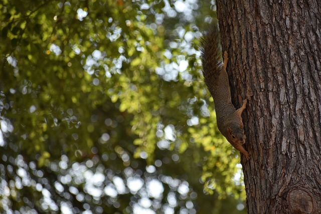 二的萨巴伦 二的萨巴伦